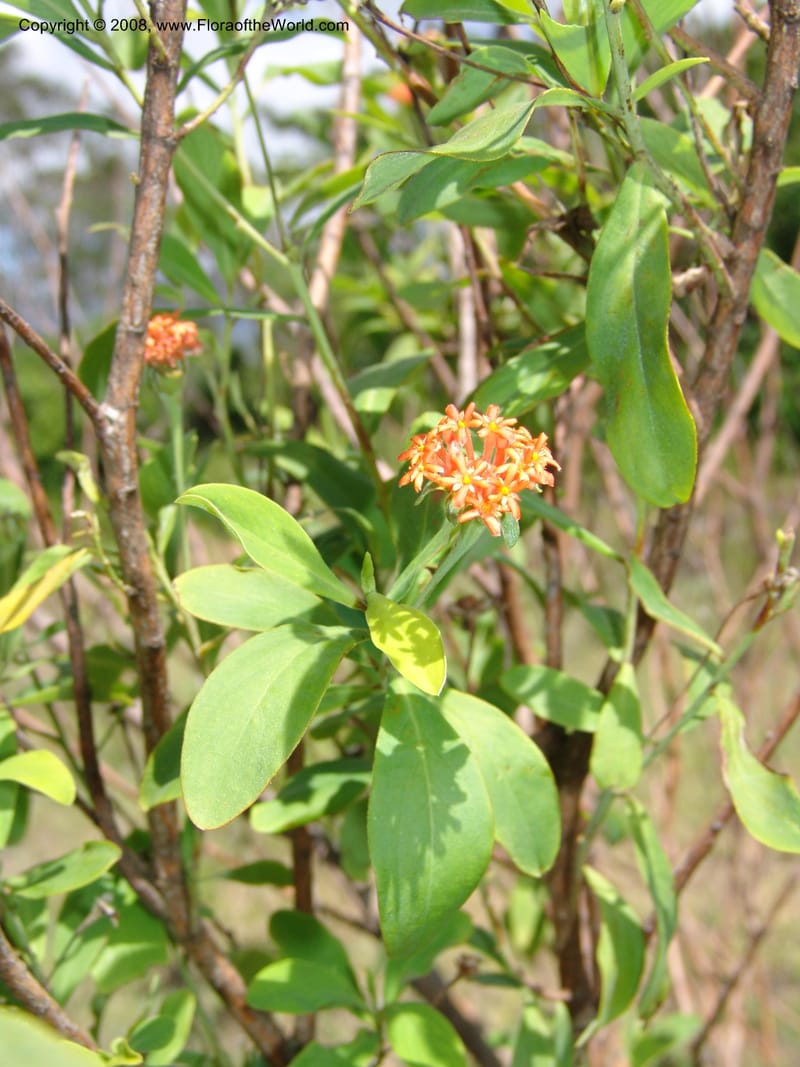 Gnidia daphnifolia, Z.Rogers954--Madag. Prov.Toliara. Belavenoky, Rd Tolinaro-Ste. Luce. 23 Jan 06. 014.jpg
