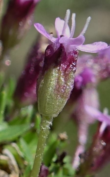 Silene exscapa, Callmander, M 1279--Switzerland. Furkapass. 1 Jul 2016. DSC06826 (177).JPG