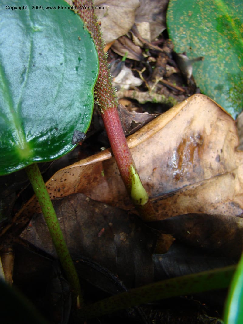 Peperomia hernandifolia, WDStevens27264--Nicaragua. Matagalpa. Cerro Picacho at Selva Negra. 16 Jun 08. 023.jpg