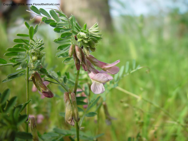 Vicia pannonica--Italy. Abruzzo. N of Bussi on SS 17, Tirino R. val. 6 May 03. 123.jpg
