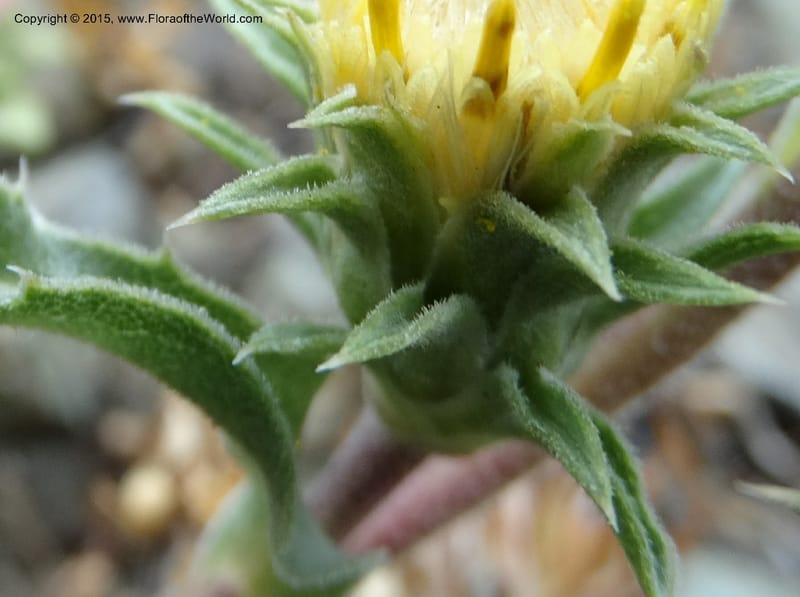 Pyrrocoma, Davidson, C 12630--ID. Idaho Co. Seven Devils Campground. 11 Aug 2014. DSC00412 (17).JPG