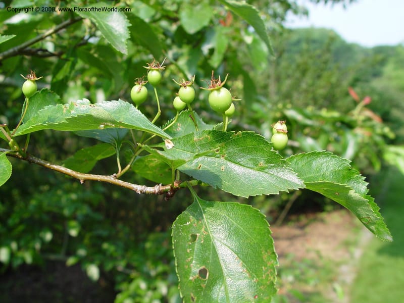 Crataegus nitida, 85-85-B--MA. Arnold Arboretum. 30 June 03. 110.jpg