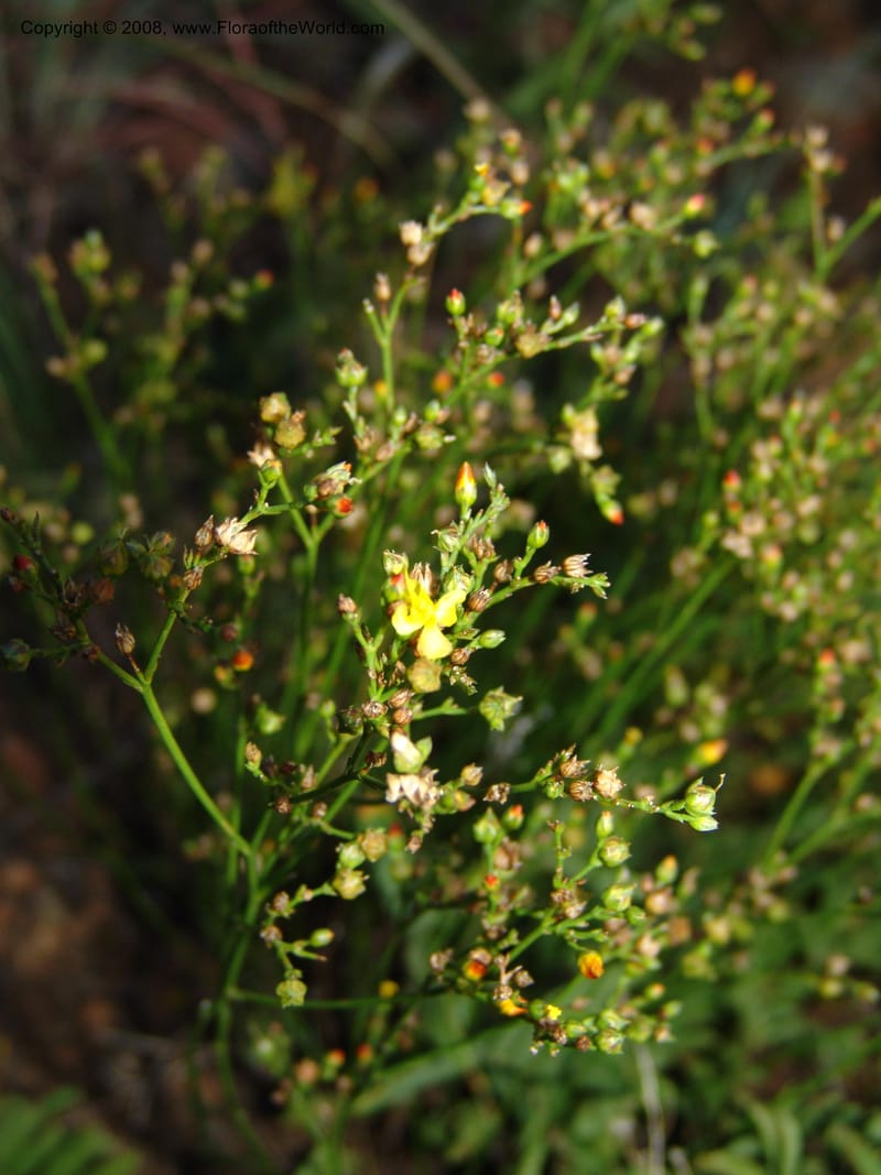 Linum thunbergii--So.Africa. E. Cape. Joubert's Pass, SE of Lady Gray. 9 Mch 05. 323.jpg
