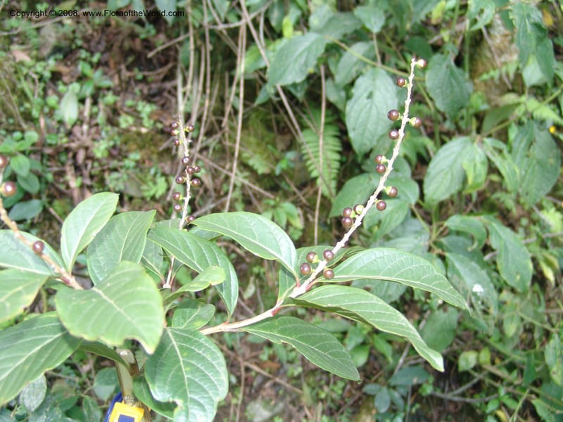 Citharexylum laurifolium, RVasquez33100--Peru. Cusco. Calca. Lares. Manto. 1 Nov 07. 088.jpg