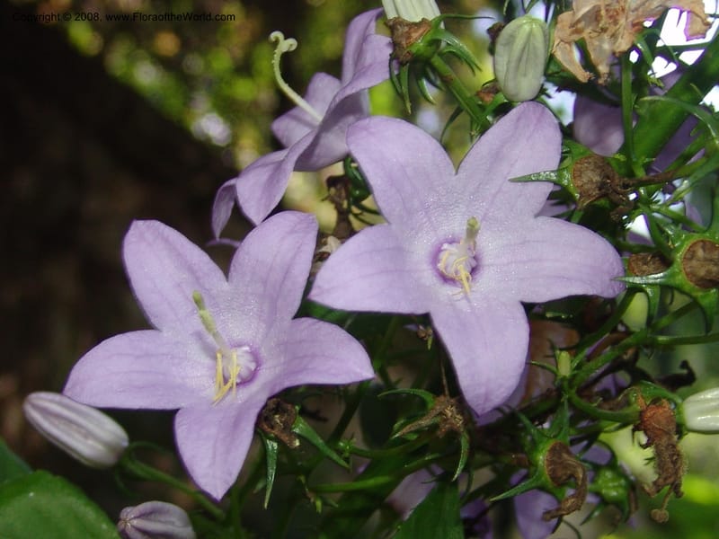 Campanula pyramidalis--France. Paris. Jardin des Plantes. 4 Sep 07. 155.jpg