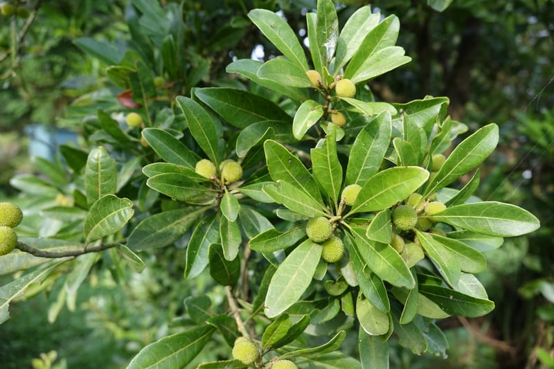 Myrica rubra, Chung Kuo-Fang 3343--Taiwan. YangMing Shan Nat. Park. 18 May 2016. DSC02685 (190).JPG