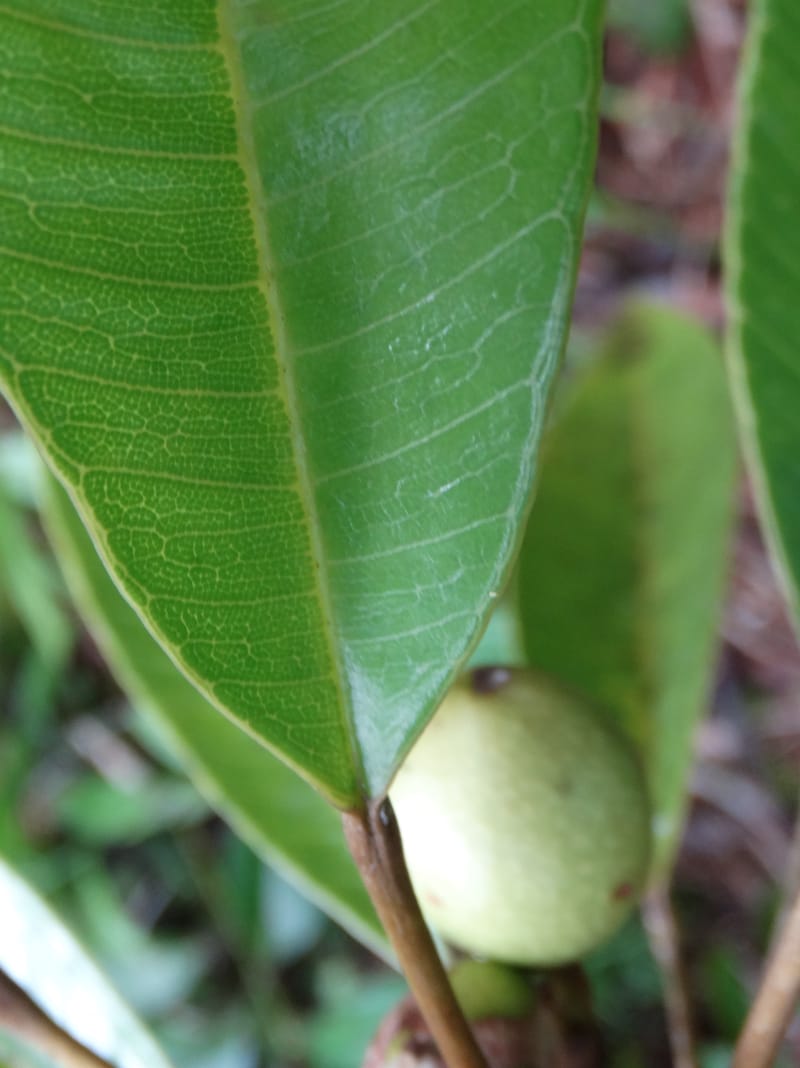 Amaroria soulameoides, Plunkett, G 3187--Fiji. Waisali Rainf. Reserve. 4 Nov 2015. DSC08848 (269).JPG