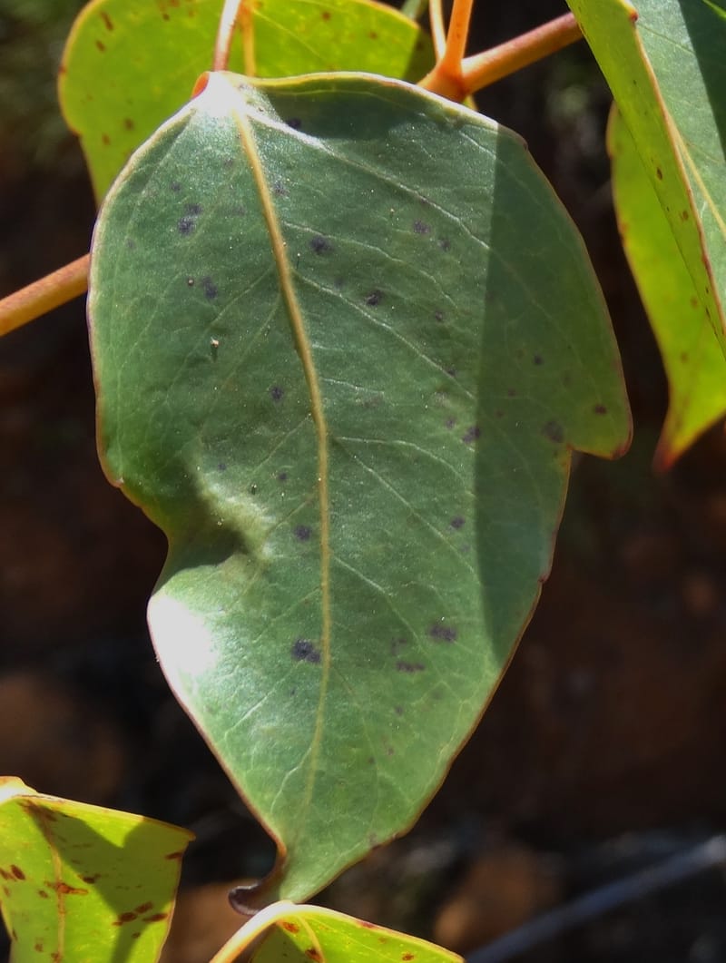 Polyscias, Lowry, P 7417--New Caledonia. PinPin. 20 Nov 2015. DSC03938 (173).JPG