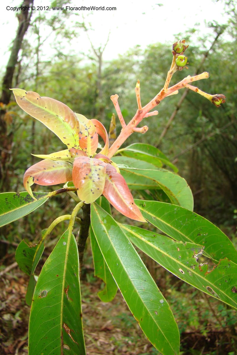 Machilus, Regalado 1630--Viet Nam. Lao Cai Prov. Sa Pa Distr. 2 km NW Thac Bac. 5 Apr 09 063.jpg