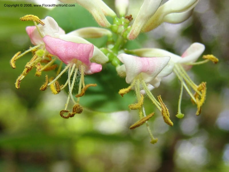 Lonicera hispidula v. vacillans, CDavidson11065--CA. Shasta Co. Lake Shasta. Waters Gulch Trail. 5 Jun 07. 184.jpg