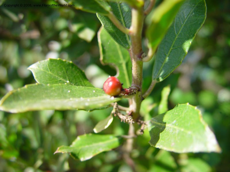 Rhamnus alaternus--Italy. Abruzzo. Ris. Torino di Sangro. 5 May 03. 096.jpg