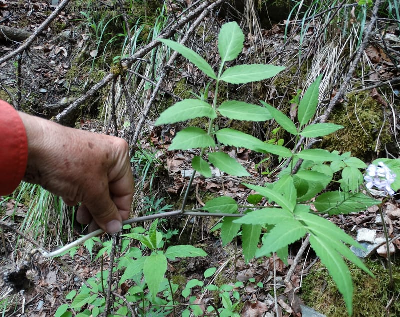 Cardamine macrophylla, Boufford, D 43604--China. Sichuan. ShaShiDuo. 8 May 2014. DSC04232 (111).JPG