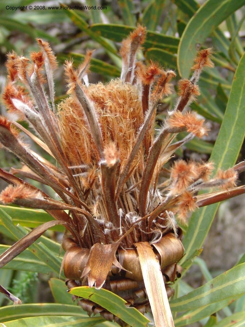 Protea neriifolia--So.Africa. E. Cape. Van Stadens Wildfl. Res.. 6 Mch 05. 102.jpg