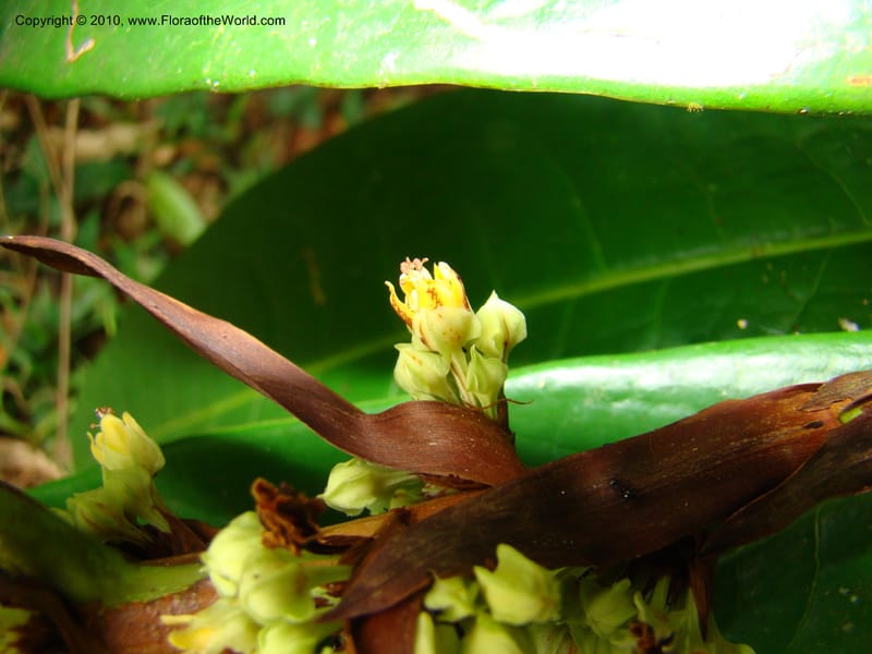 Erythroxylum macrophyllum, B. Hammel 24675--Costa Rica. Prov. Limon. Selva Bananito Lodge. 12 Apr 08. 009 (3).jpg