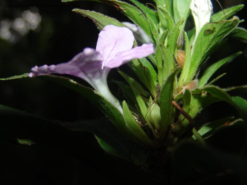 Ruellia yurimaguensis, AAraujo-M.1517A--Bolivia. Pq. Nac. Madidi. Laguna Chalalan. 26 Nov 04. 003.jpg