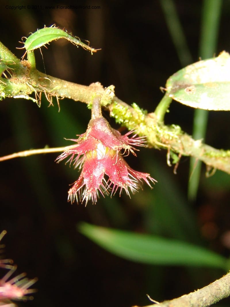 Blakea, Neill 15818--Ecuador. Prov. Zamora Ch. Margin of Rio Nangaritza..17 Sep 07. 039 (6).jpg