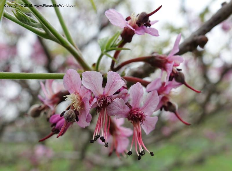 Ungnadia speciosa, Davidson, C 13072--Texas. Galveston. 18 Mar 2016. DSC00038 (77).JPG