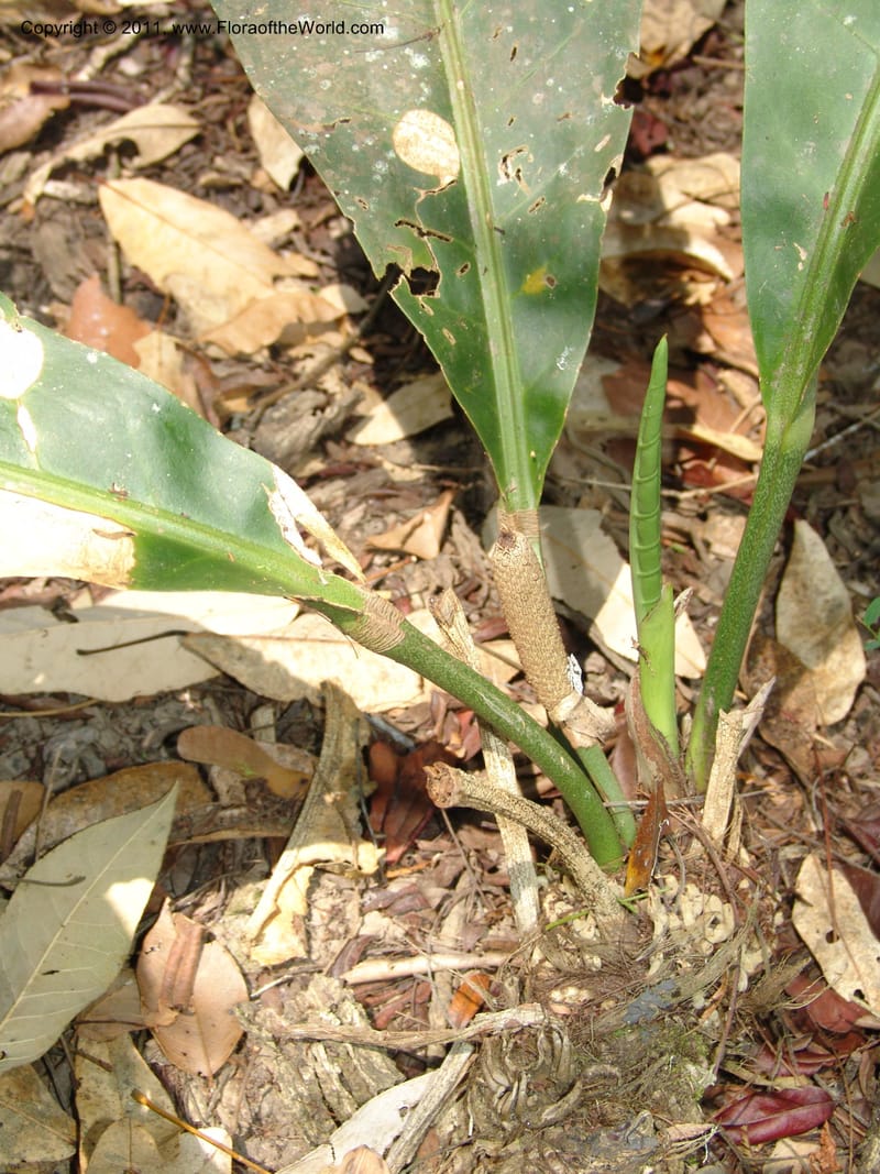 Anthurium plowmanii, AraujoM2908--Bolivia. F. Tamayo. Rio Machariapu. 17 Sep 06. 283 (10).jpg