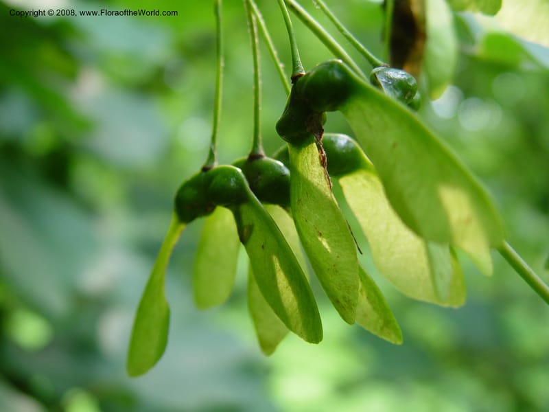 Acer opalus v. obtusatum, 1371-71-A--MA. Arnold Arboretum. 30 Jun 03. 001.jpg