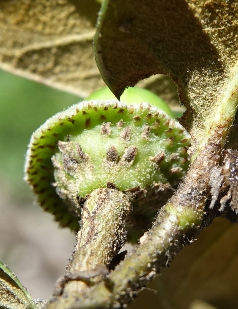 Quercus, C. Davidson 13759--China. Sichuan. Yibailingba-gou. 12 Aug 2017. DSC04660 (407).JPG