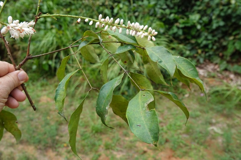 Stachyothyrsus staudtii, C. Davidson 14054--Gabon. Maboumine. 23 Oct 2019. DSC01631 (137).JPG