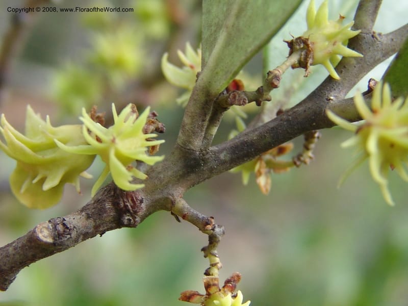 Pterocelastrus tricuspidatus--So.Africa. E. Cape. Waringham Farm, Quanti Area, Stut. 8 Mch 05. 516.jpg