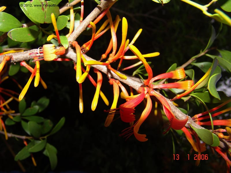 Bakerella sp. unk., Rogers, Z 860-Madagascar  129 (6).jpg