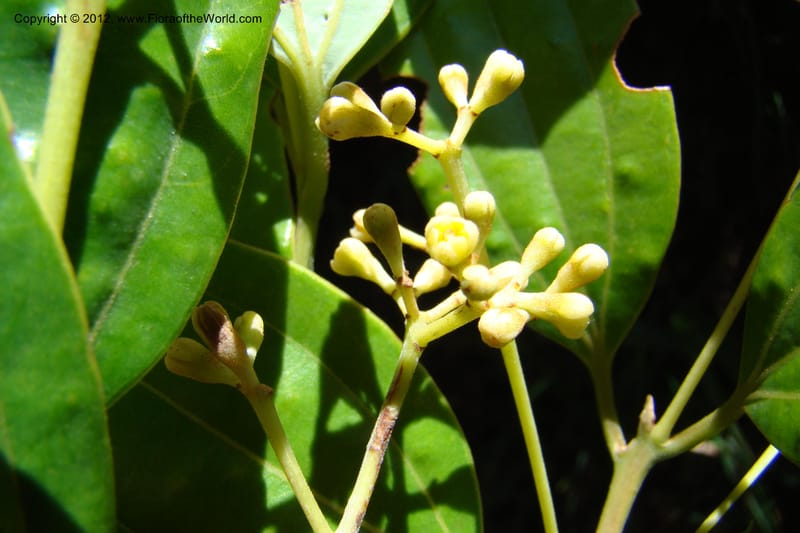 Cinnamomum, Regalado 1744--Viet Nam. Thua Thien Hue Prov. Phu Loc Distr. Bach Ma. 13Apr 09. 277.jpg