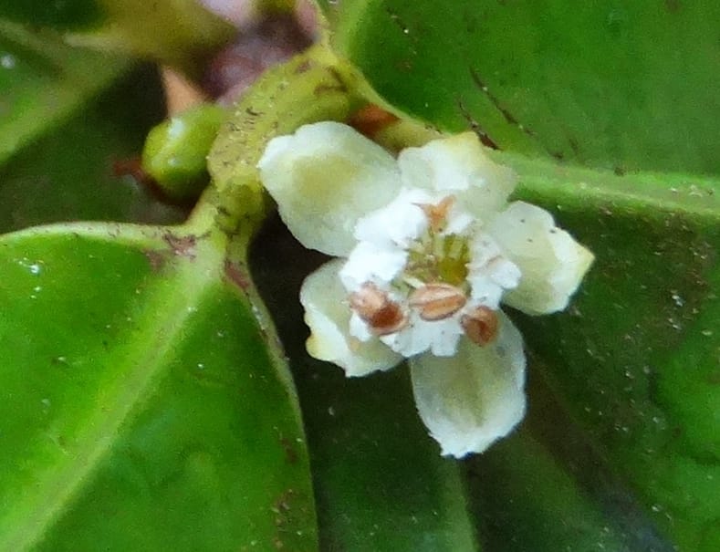 Erythroxylum, Lowry, P 7413--New Caledonia, Plage de Pindai. 18 Nov 2015. DSC03633 (94).JPG