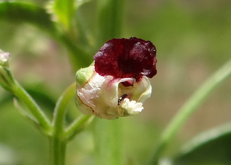 Scrophularia--Kurdistan. Hawraman. Stop 5. 22 May 2013. DSC04493 (45).JPG