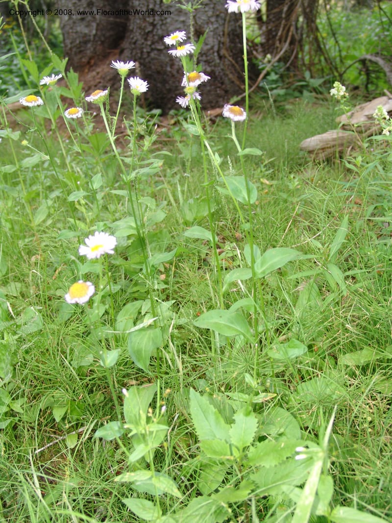 Erigeron peregrinus, CDavidson11118--ID. Adams Co. For. Serv. Rd. 453, to Goose Lk. 20 Jul 07. 200.jpg