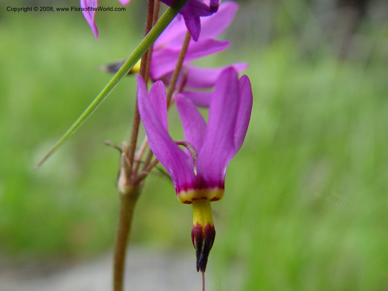 Dodecatheon pauciflorum--ID. Valley Co. Ponderosa St. Park. 5 Jun 04. 017.jpg