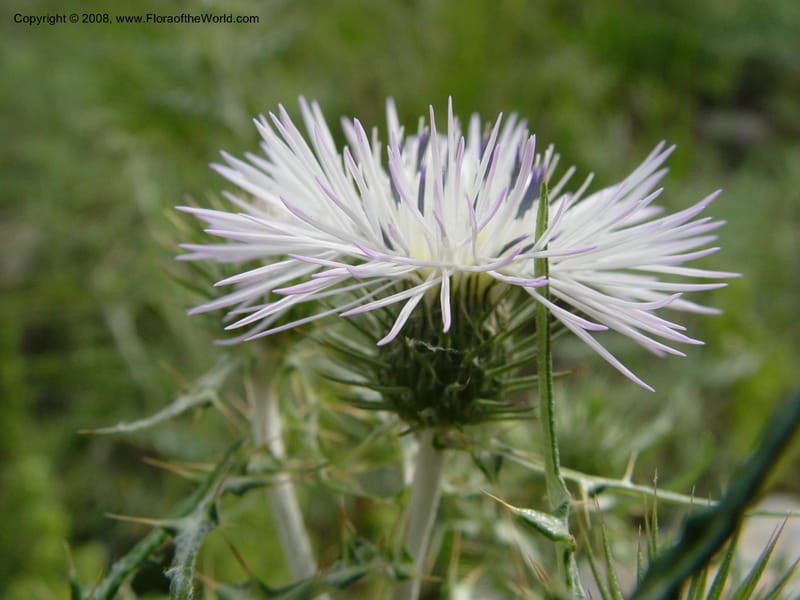 Galactites tomentosa--Spain. Prov. Barcelona. Parc del Garraf. 20 Apr 04. 037.jpg
