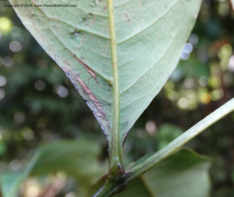 Guioa diplopetala, Buerki, S 343--Sabah. G. Silam. 2 Oct 2014. DSC01167 (272).JPG
