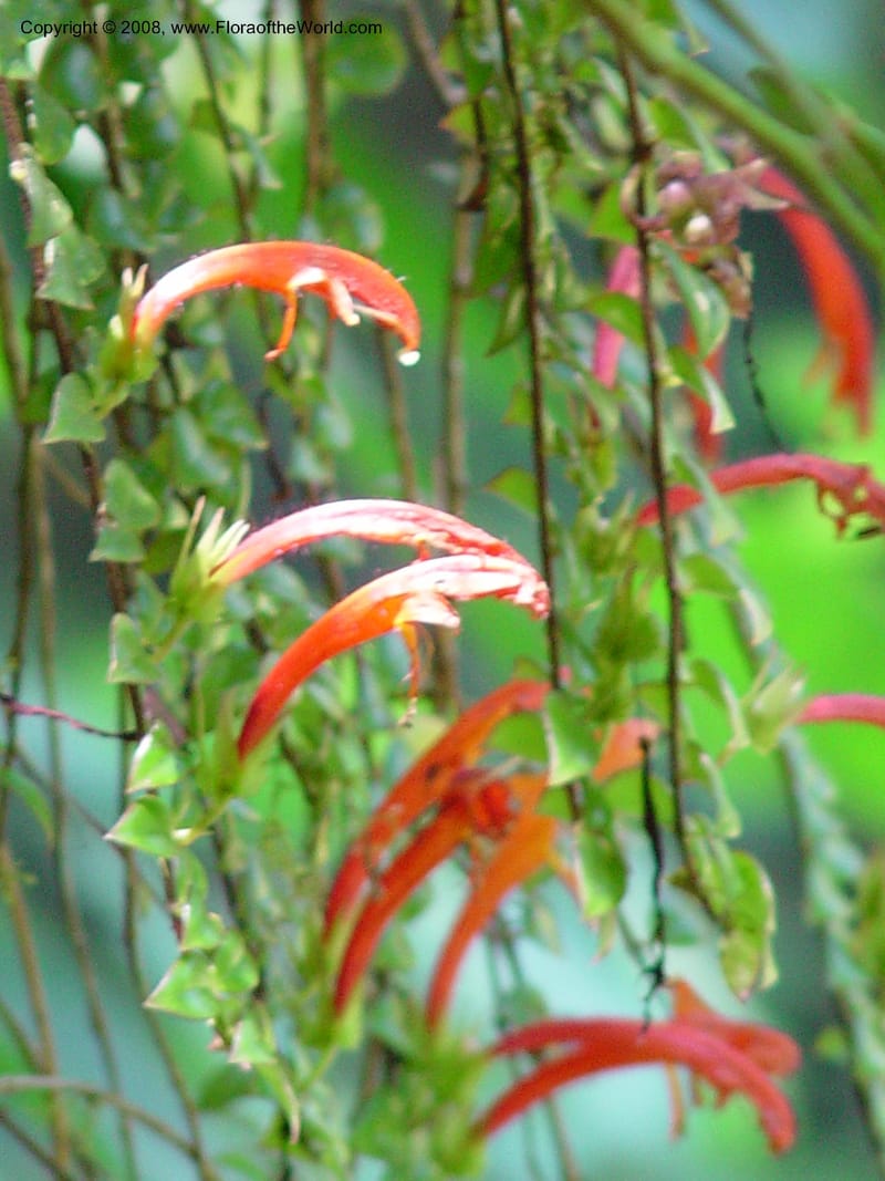 Columnea microphylla--Costa Rica.  At La Paz Waterfall. 1 Mch 02. 005.jpg