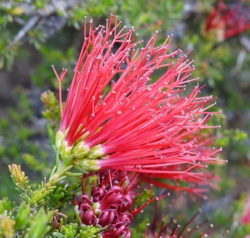 Beaufortia cyrtodonta, Davidson, C 13522--Australia. W.A. Red Gum Pass Rd., odom 31. 30 Oct 2016. DSC07055 (11).JPG