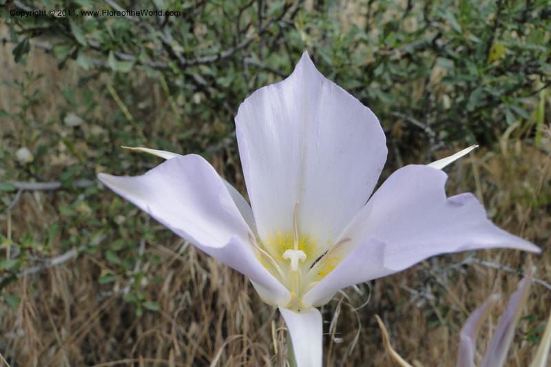 Calochortus macrocarpus, Davidson, C 11891--Idaho. Ada Co. Boise Foothills. 12 Jul 2011. 013 (6).jpg
