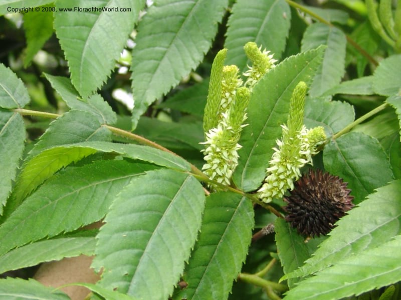 Platycarya strobilacea, 040550701--China. Hubei. Wuhan Botanical Garden. 24 Apr 07. 298.jpg