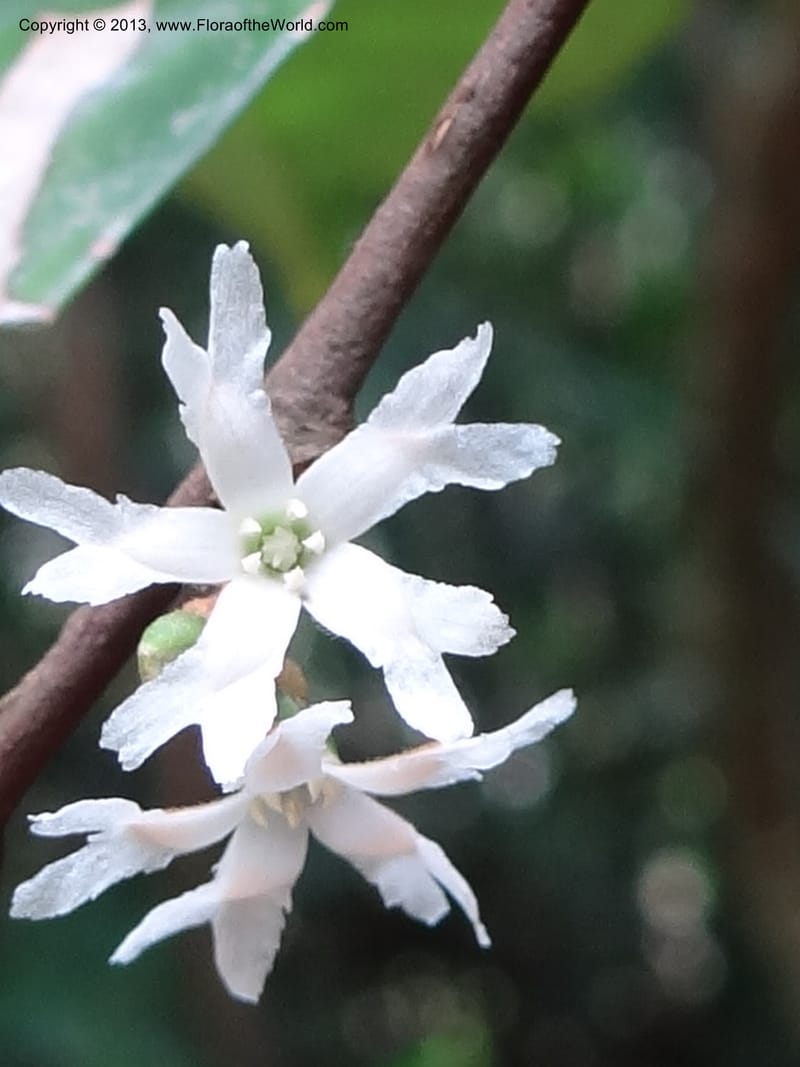 Erycibe, SAN.153261--Malaysia, Sabah. Kebun Cina. 12 Apr 2012. DSC08450 (11).JPG