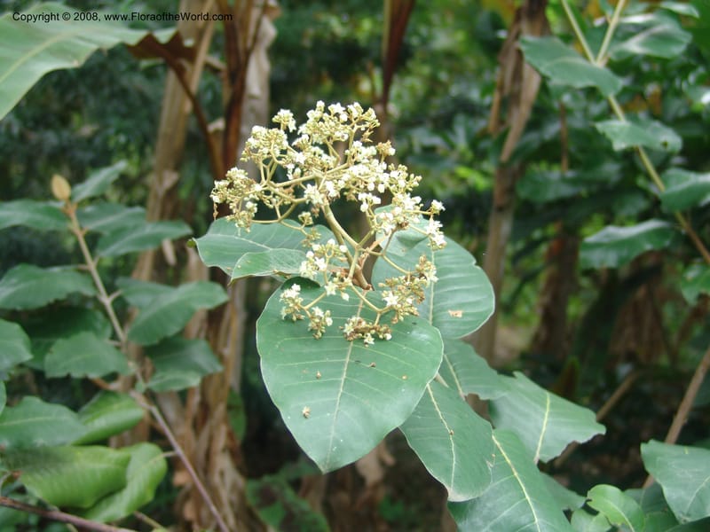 Harungana madagascariensis--So. Africa. Mpumalanga. Karino. Whyte Thorne Garden. 19 Mch 05. 288.jpg
