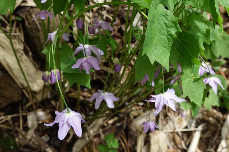 Ranzania japonica--Japan. Myoko Kenmin-no-mori. Hiuchiyama Trial. 27 May 2016.  (185).JPG