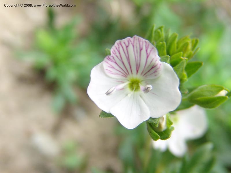 Veronica chamaedrys--Georgia. Kazbeki . Trail-road to Sameba Church. 2 Jun 05. 120.jpg