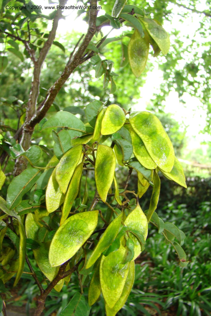 Dalbergia, Z. Rogers 1359--South Africa. KwaZulu-Natal. 29 Jan 09. 031.jpg