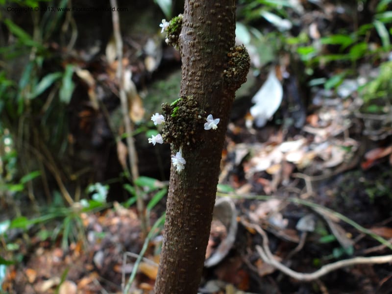 Lepisanthes ramiflora, Buerki 324--Malaysia, Sarawak. Bako Nat. Park. Lintang Trail. 30 Mar 2012.  NDSC06186 (163).JPG