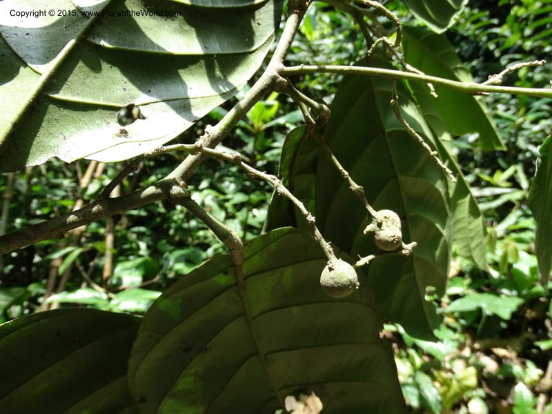 Octoknema, Davidson, C 12386--Cameroon. Bakengili Trail, Mt. Cameroon. 24 Mar 2014. DSC03587 (207).JPG