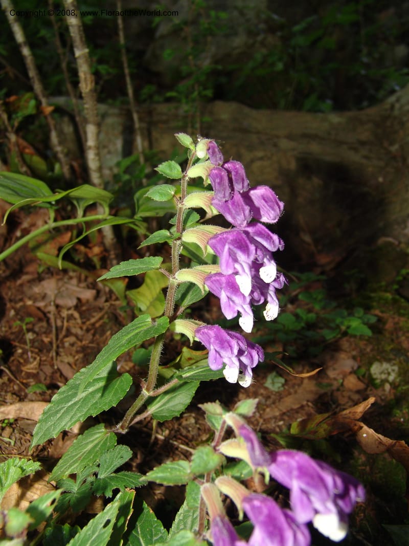Scutellaria cochinchinensis--China. Jiang Xi. Lushan Botanical Garden. 21 Apr 07. 148.jpg