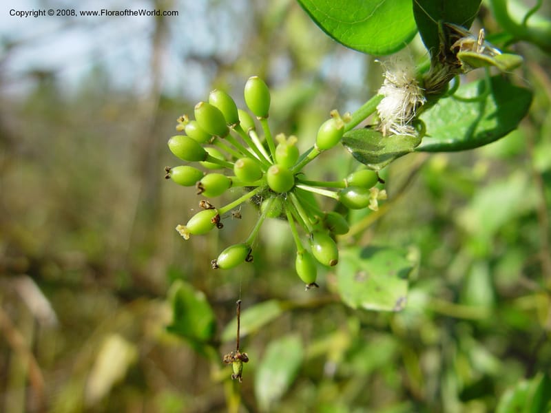 Smilax auriculata--FL. Collier Co. Corkscrew Swamp Sanctuary. 12 Jan 03.  108.jpg