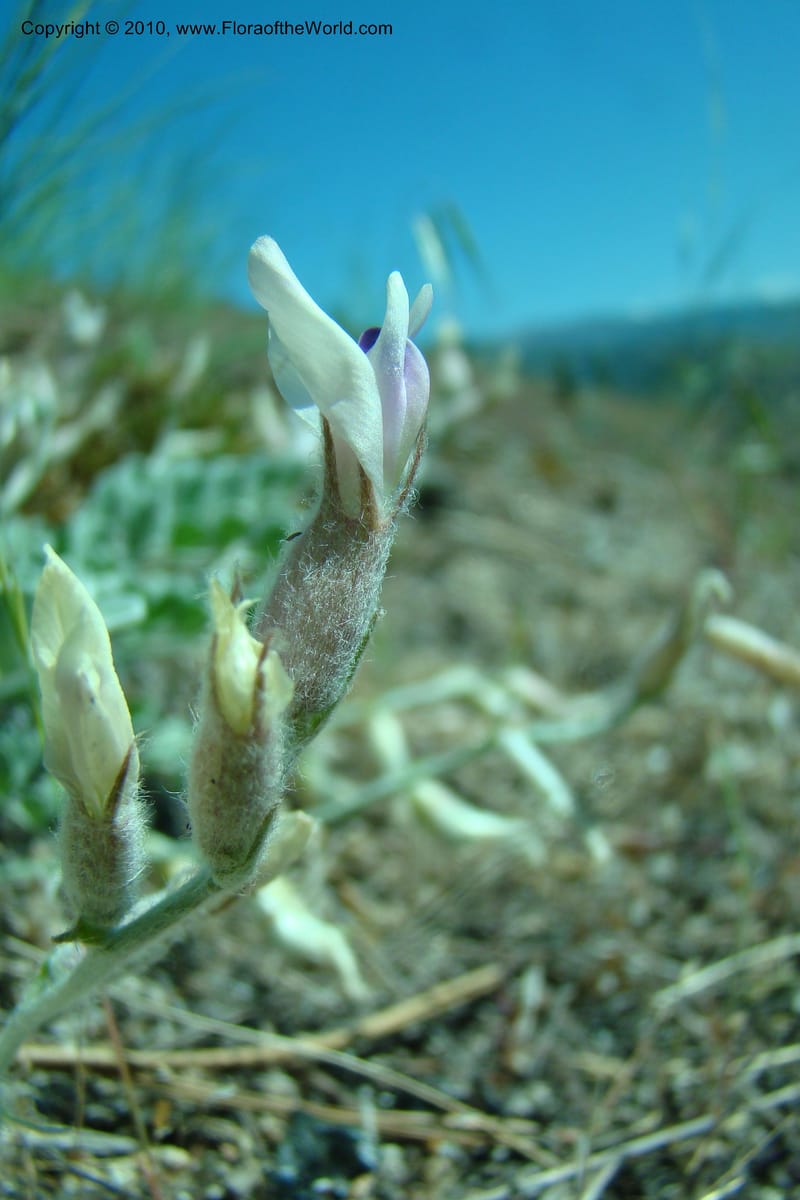 Astragalus purshii, C. Davidson 11372--Idaho. Idaho Co. Salmon River. Polly Bemis Ranch. 27 May 2009. 128.jpg