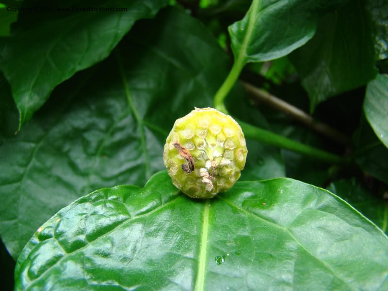 Sinocalycanthus chinensis--Canada. BC. Univ. BC Bot. Garden. 27 Jul 08. 238.jpg