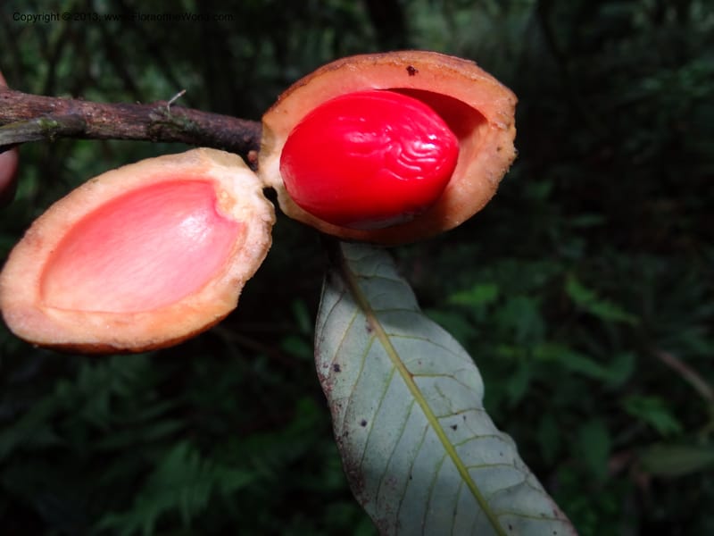 Knema, SAN.153211--Malaysia, Sabah. Mt. Kinabalu. 5 Apr 2012. DSC06767 (159).JPG